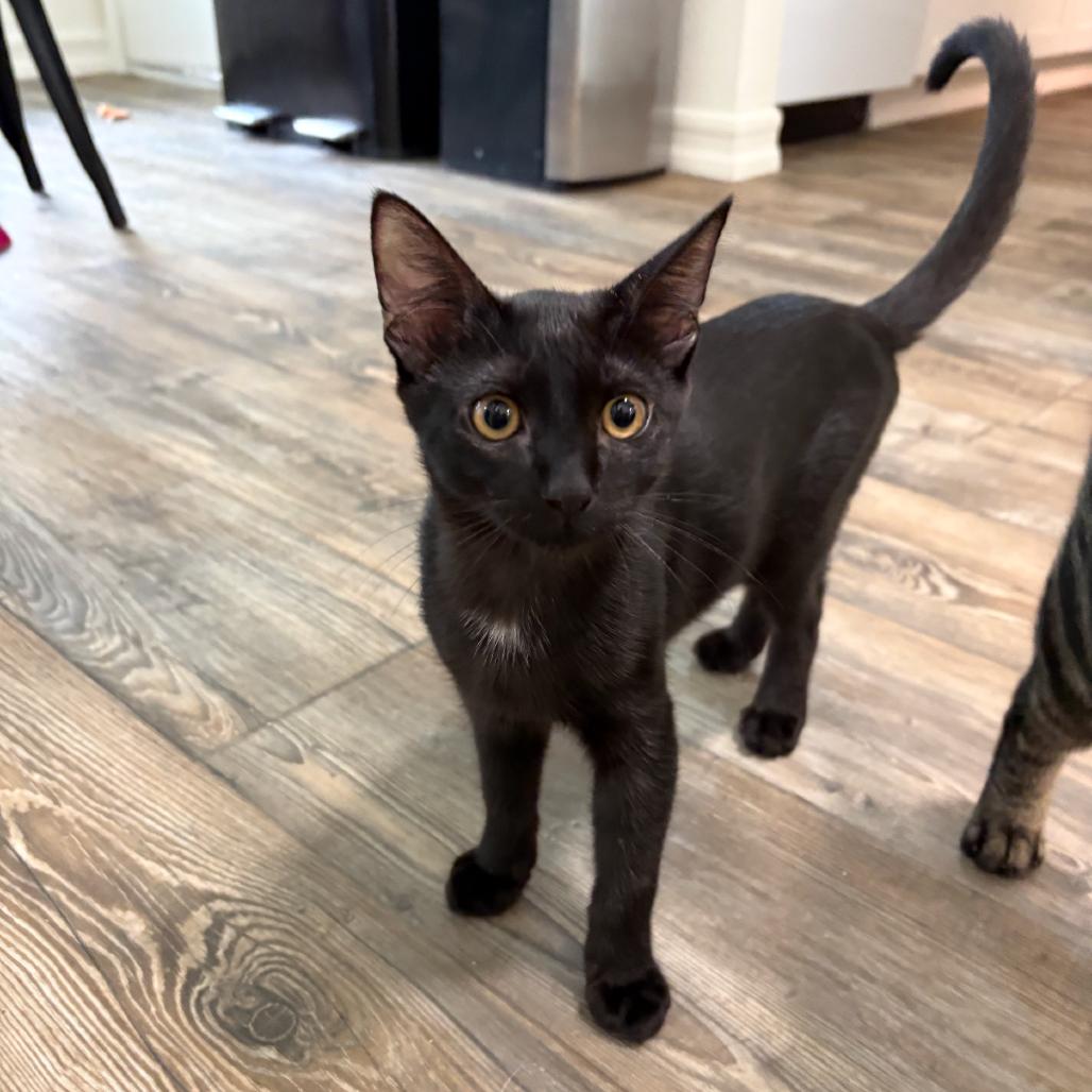 Enlarge Cheddar, a Adoptable Domestic Short Hair in Escondido, CA image 6/6