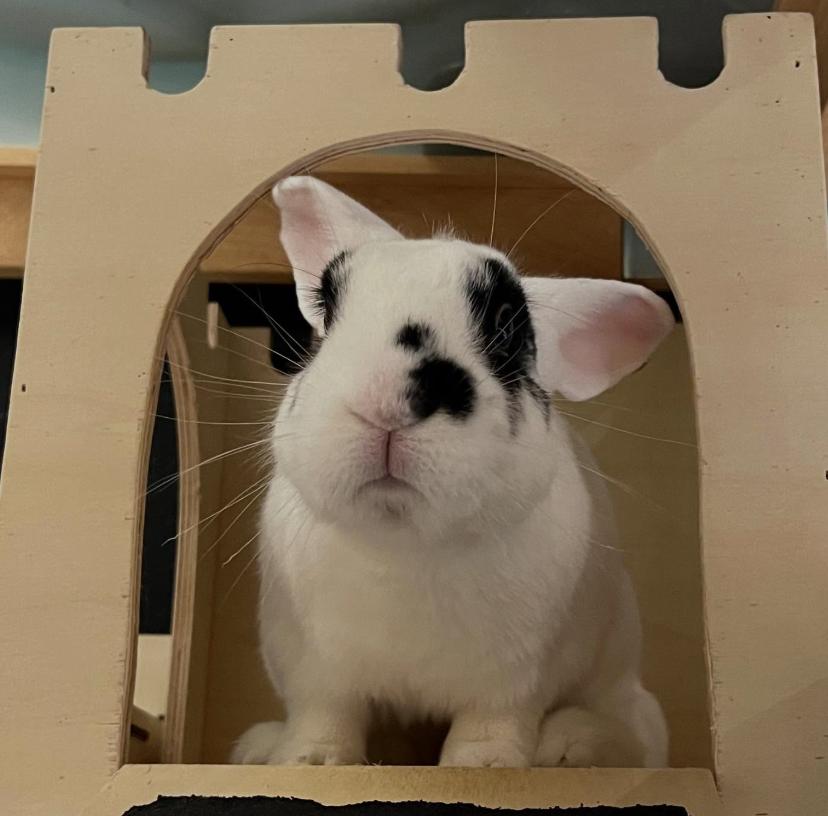 Moo Moo, a Adoptable Bunny Rabbit in Cambridge, ON image 1/6
