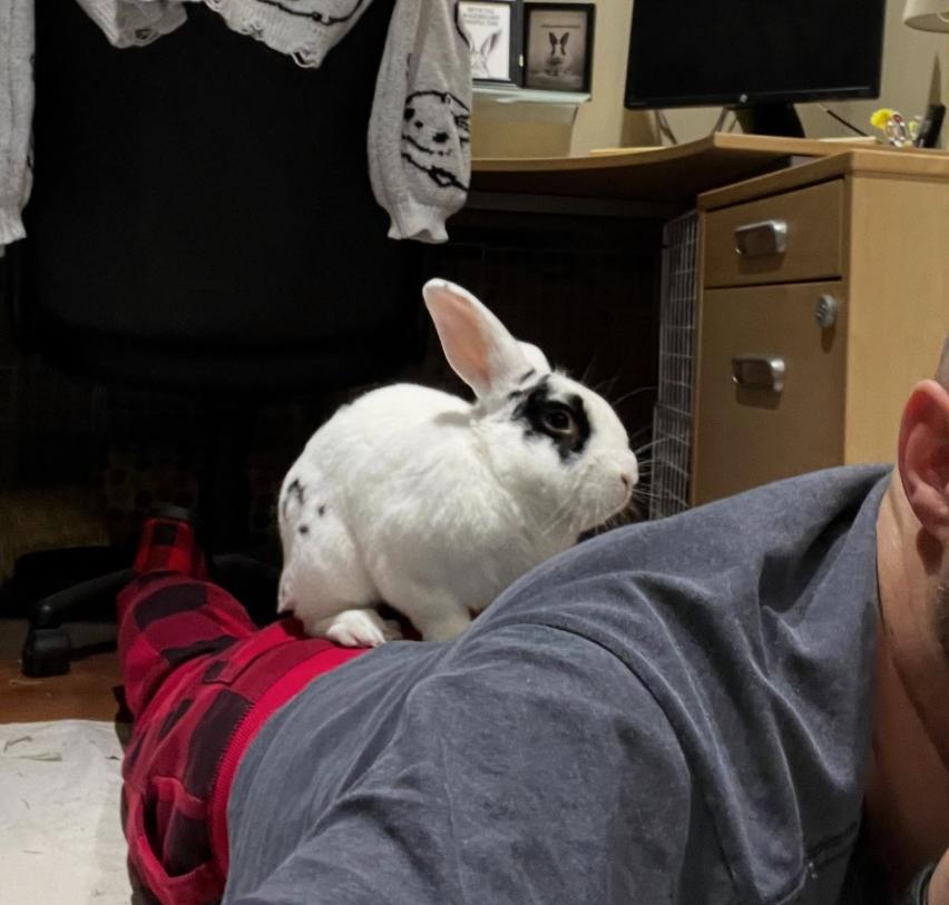 Moo Moo, a Adoptable Bunny Rabbit in Cambridge, ON image 2/6