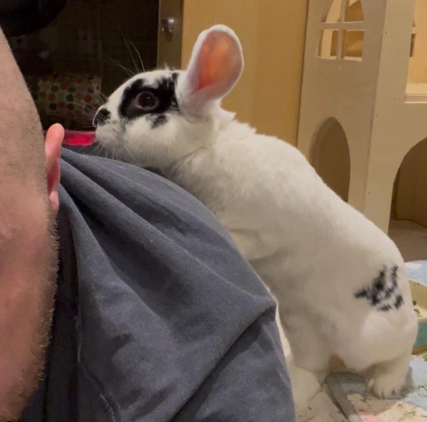 Moo Moo, a Adoptable Bunny Rabbit in Cambridge, ON image 6/6