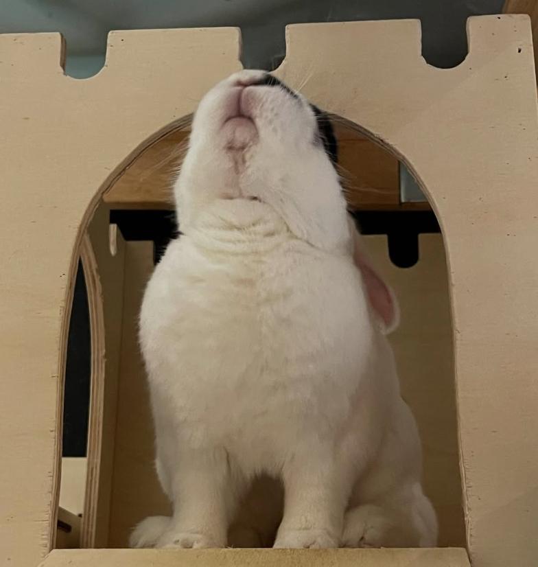 Moo Moo, a Adoptable Bunny Rabbit in Cambridge, ON image 5/6
