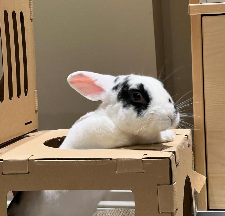 Moo Moo, a Adoptable Bunny Rabbit in Cambridge, ON image 4/6