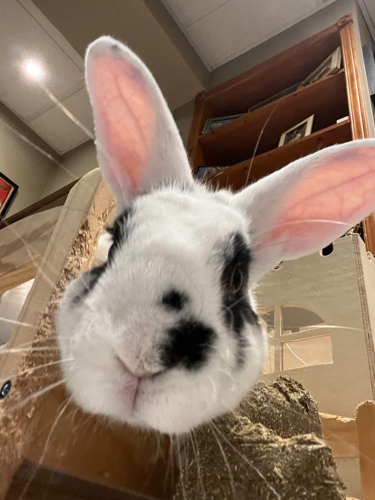 Enlarge Moo Moo, a Adoptable Bunny Rabbit in Cambridge, ON image 2/6