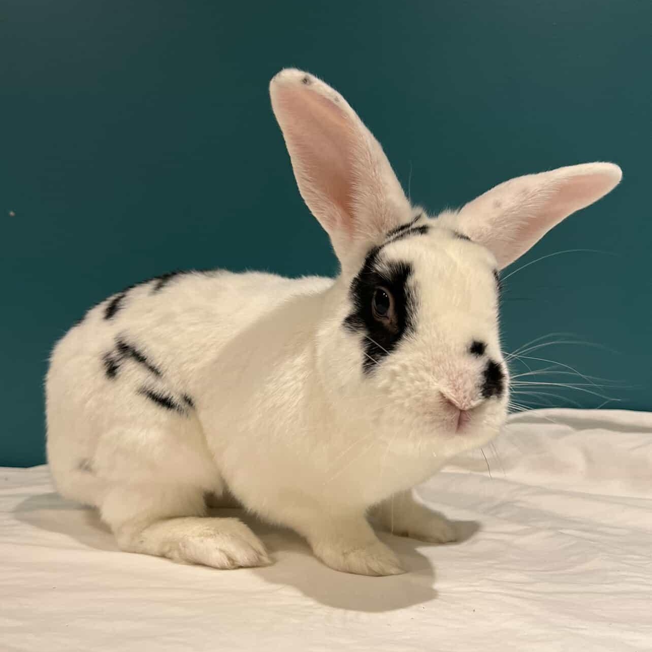 Moo Moo, Adoptable, Adult Male Bunny Rabbit.