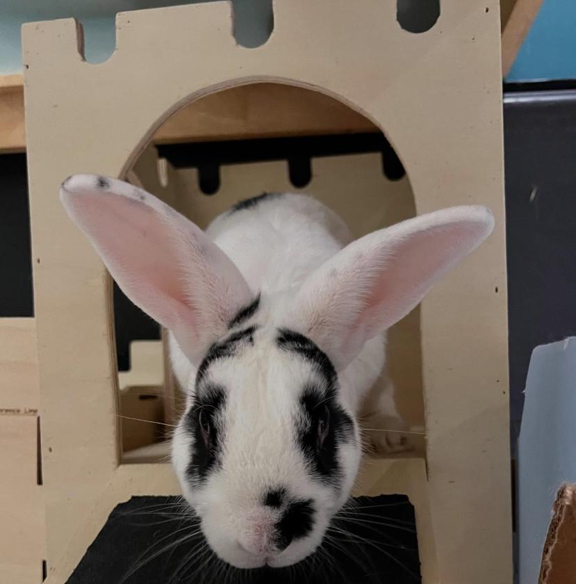 Moo Moo, a Adoptable Bunny Rabbit in Cambridge, ON image 3/6