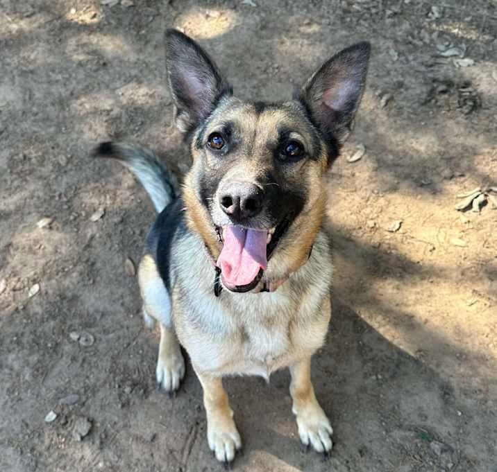 Lunetta, a Adoptable German Shepherd Dog in Brookshire, TX image 2/4