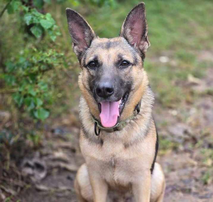 Lunetta, a Adoptable German Shepherd Dog in Brookshire, TX image 3/4