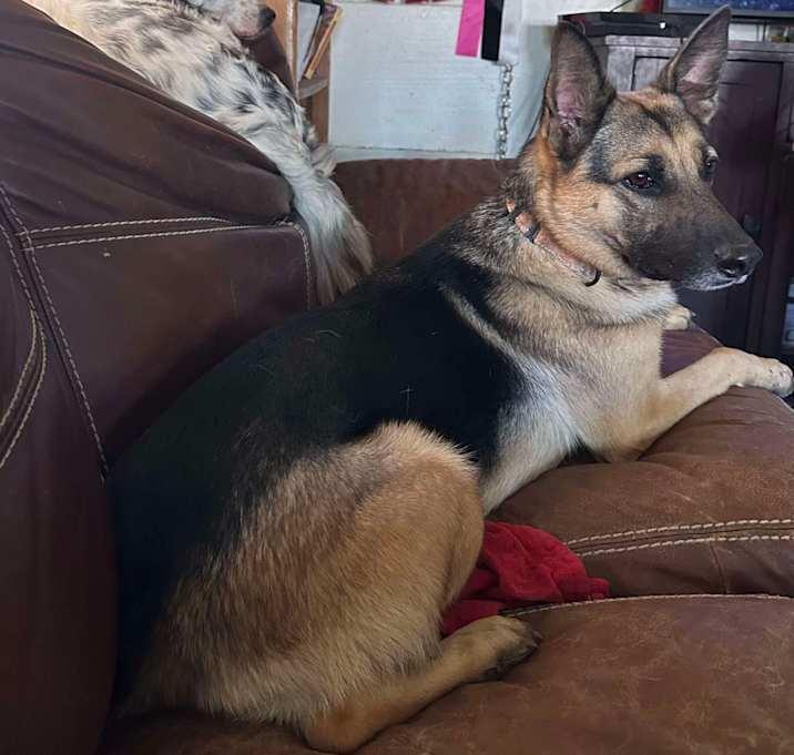 Lunetta, a Adoptable German Shepherd Dog in Brookshire, TX image 4/4