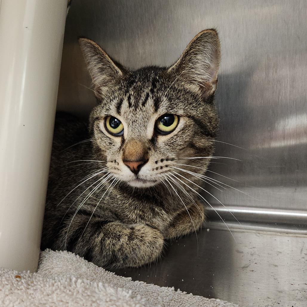 Quark, Adoptable, Adult Male Domestic Short Hair.