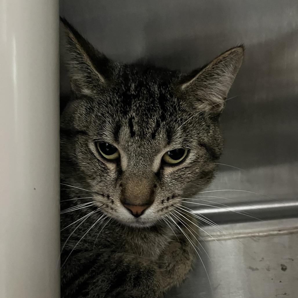 Quark, a Adoptable Domestic Short Hair in Fort Wayne, IN image 2/3