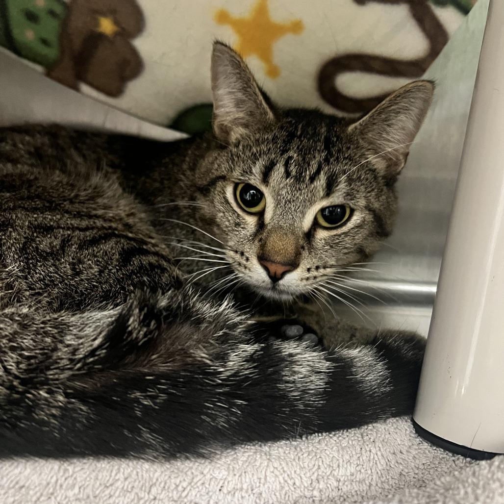Quark, a Adoptable Domestic Short Hair in Fort Wayne, IN image 3/3