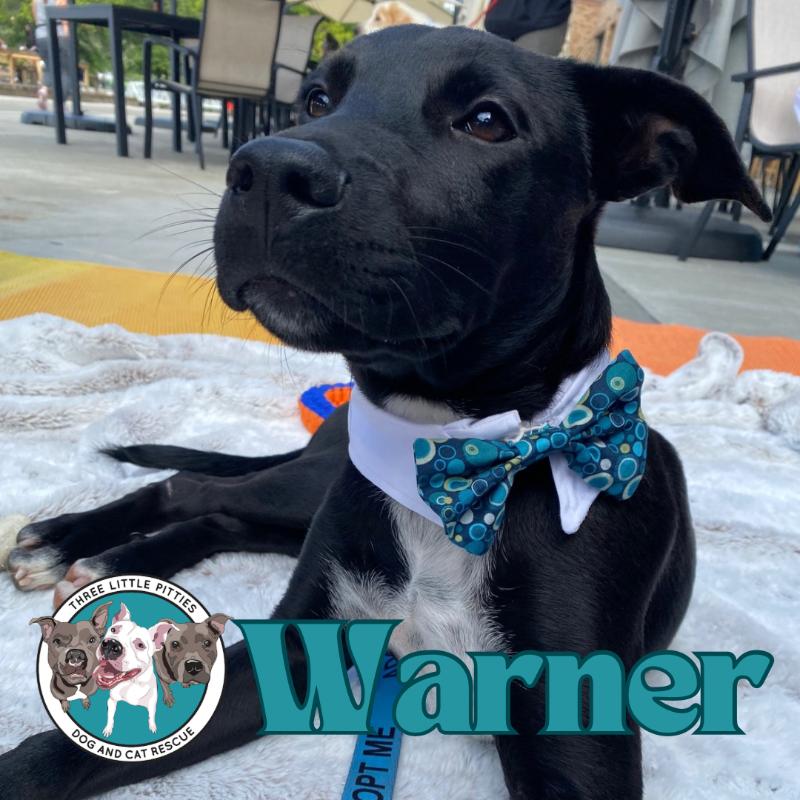 Dog for adoption Warner Jack, a Labrador Retriever & Pit Bull Terrier
