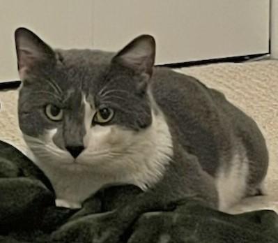 Enlarge Big Bang (discounted adoption fee), an adopted Domestic Short Hair in Melrose, MA image 5/6