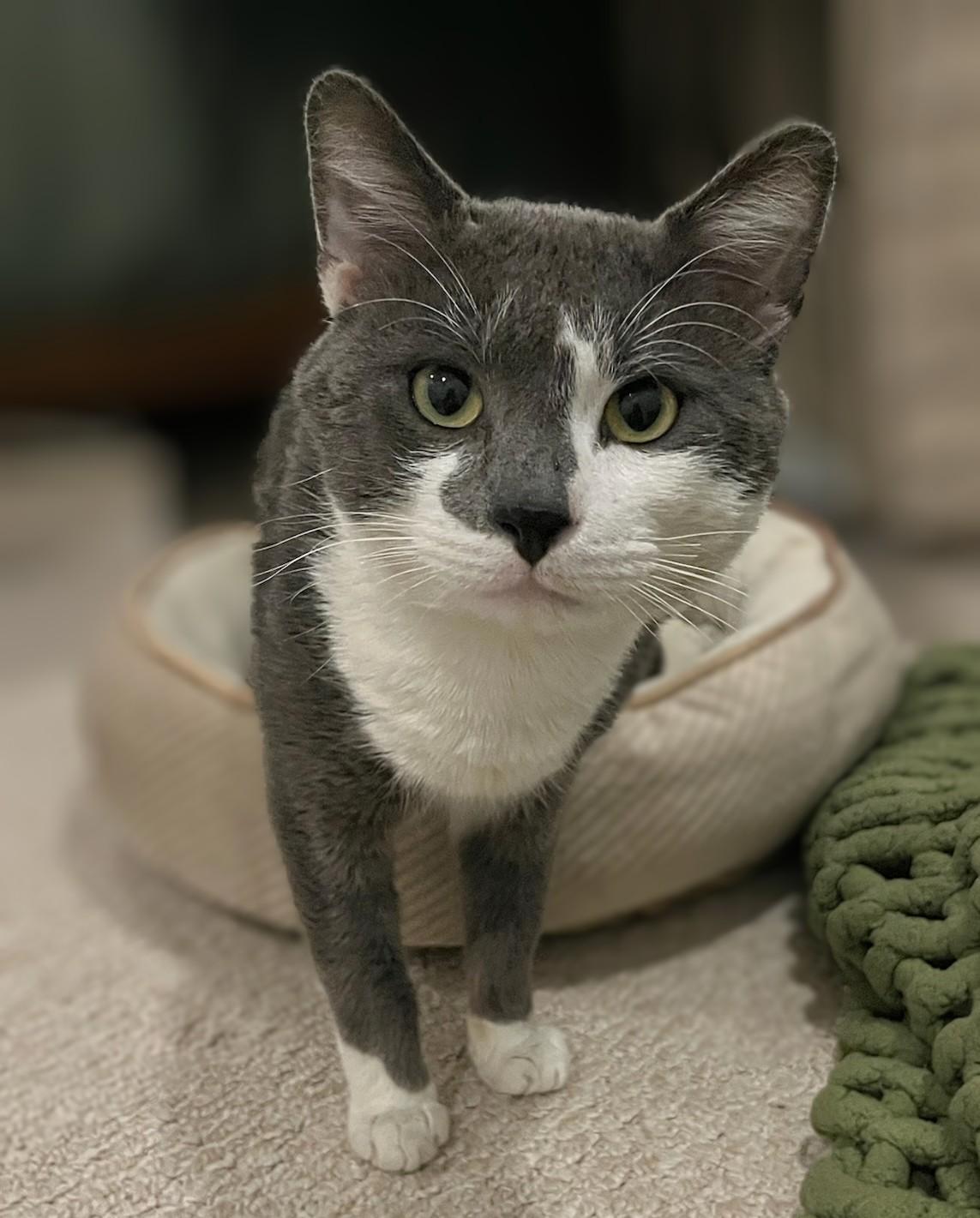 Big Bang (discounted adoption fee), adopted, Young Male Domestic Short Hair.