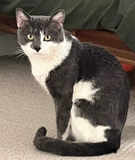 Enlarge Big Bang (discounted adoption fee), an adopted Domestic Short Hair in Melrose, MA image 2/6