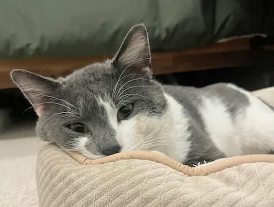 Enlarge Big Bang (discounted adoption fee), an adopted Domestic Short Hair in Melrose, MA image 4/6