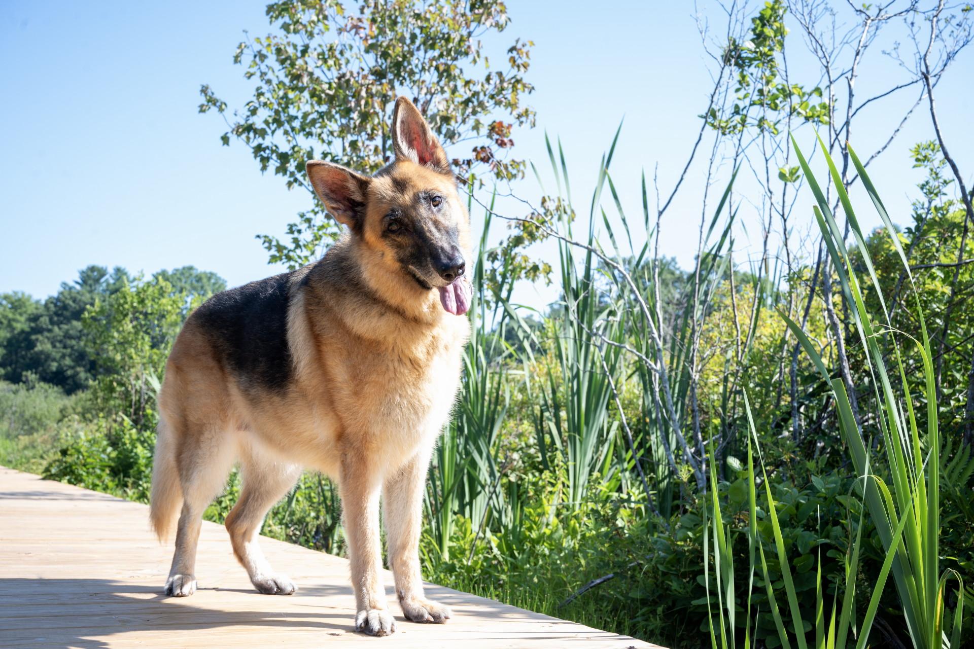 Charity Rose, a Adoptable German Shepherd Dog in Wayland, MA image 1/6