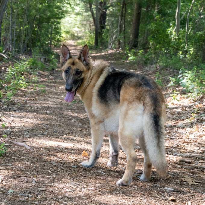 Charity Rose, a Adoptable German Shepherd Dog in Wayland, MA image 2/6