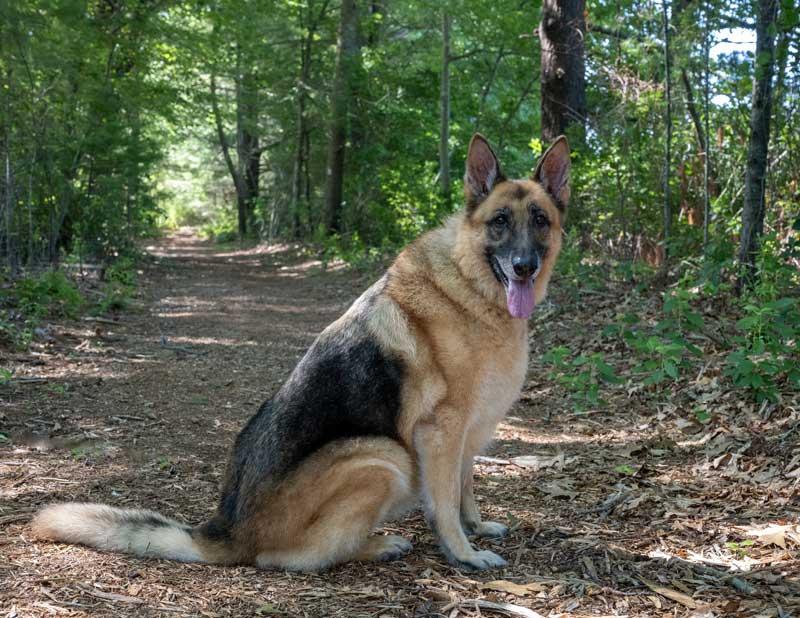 Charity Rose, a Adoptable German Shepherd Dog in Wayland, MA image 3/6