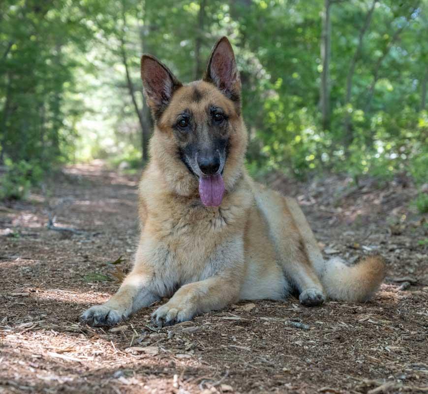 Charity Rose, a Adoptable German Shepherd Dog in Wayland, MA image 4/6