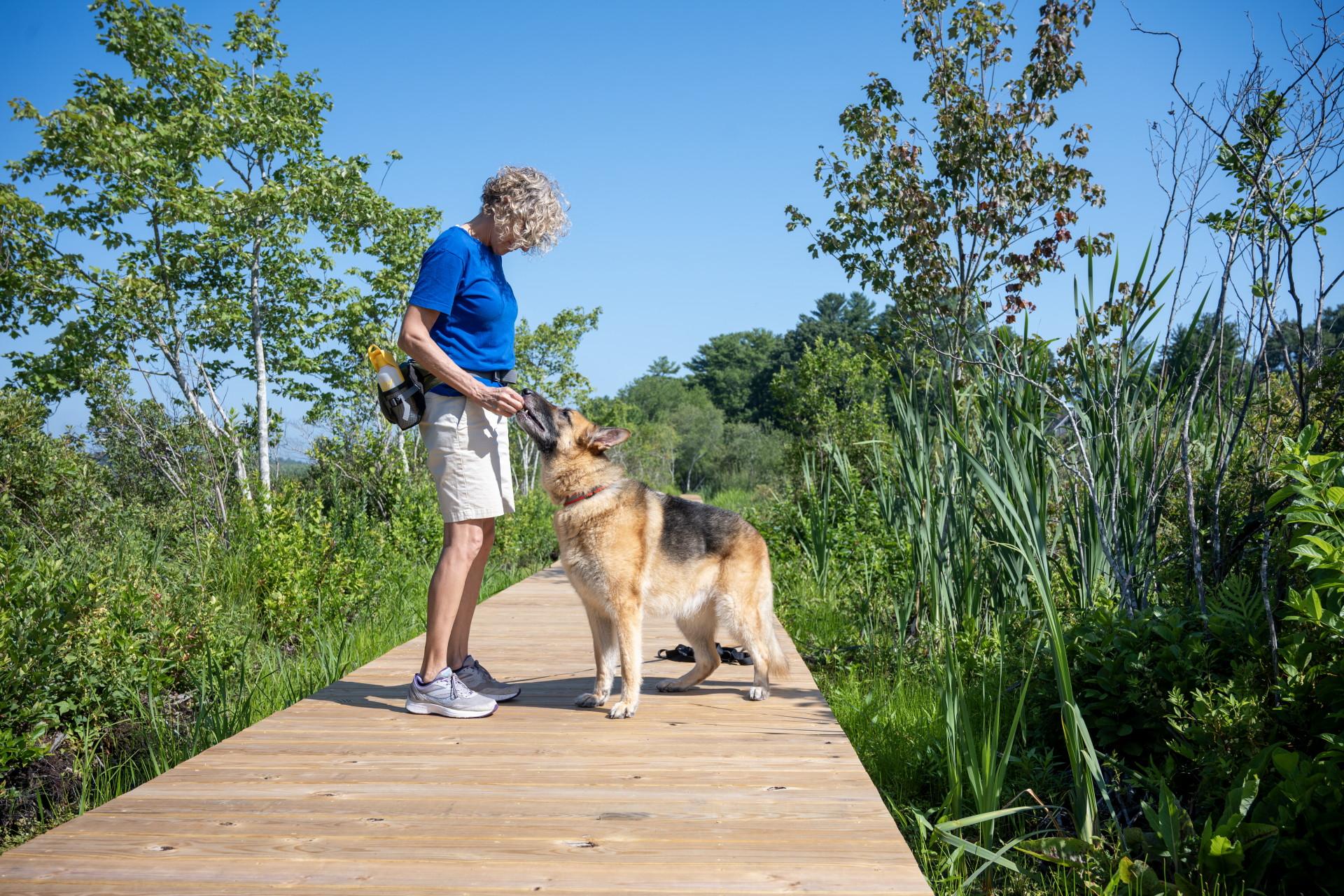 Charity Rose, a Adoptable German Shepherd Dog in Wayland, MA image 5/6