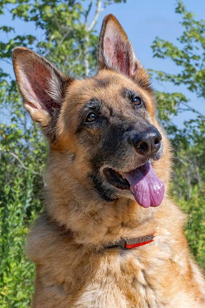 Charity Rose, a Adoptable German Shepherd Dog in Wayland, MA image 6/6
