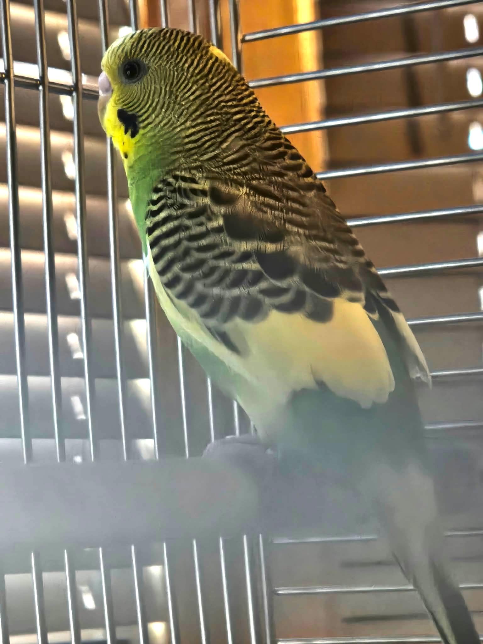 Enlarge Broccoli, a Adopted Parakeet (Other) in Chicago, IL image 5/6
