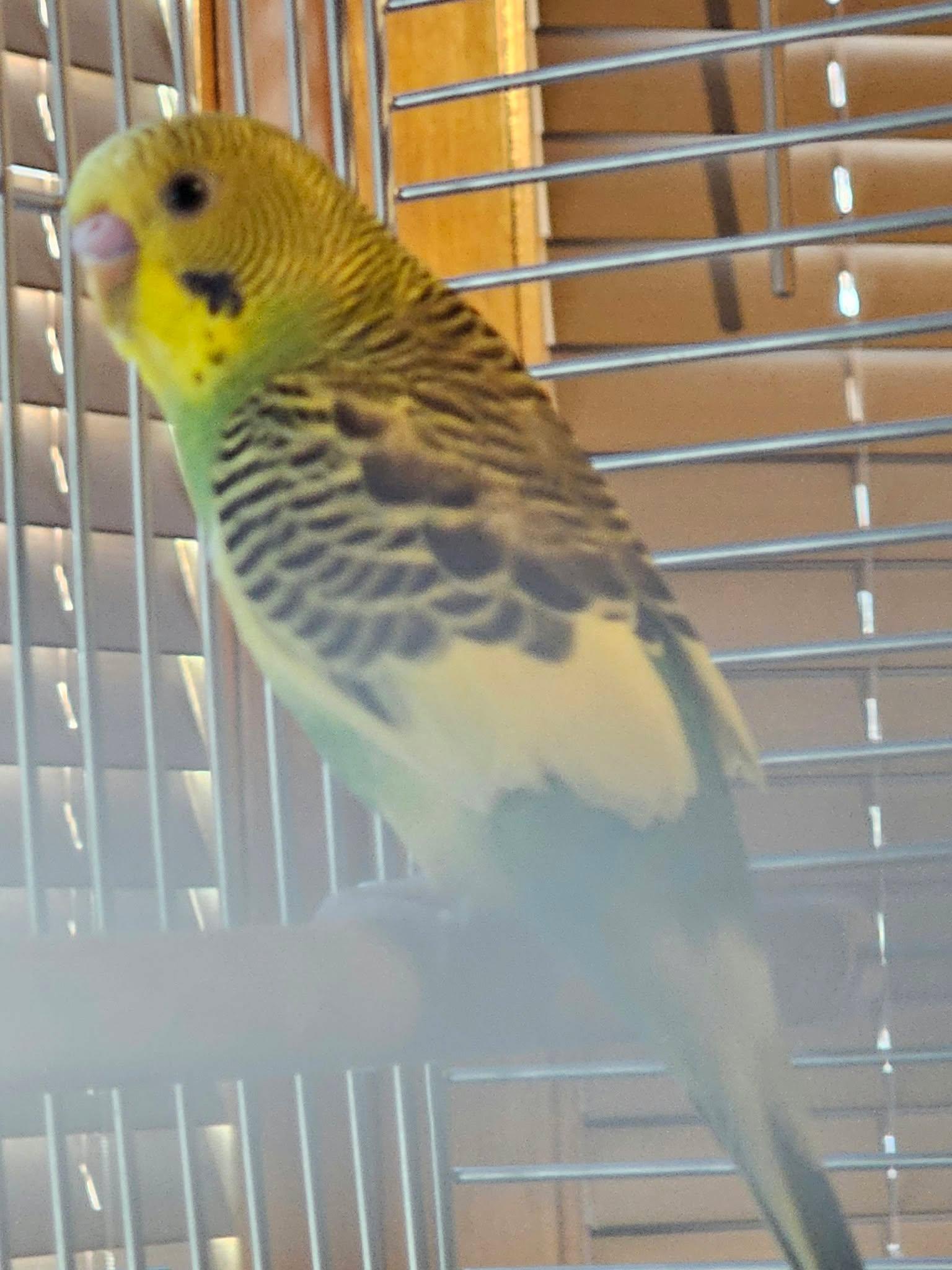 Enlarge Broccoli, a Adopted Parakeet (Other) in Chicago, IL image 3/6
