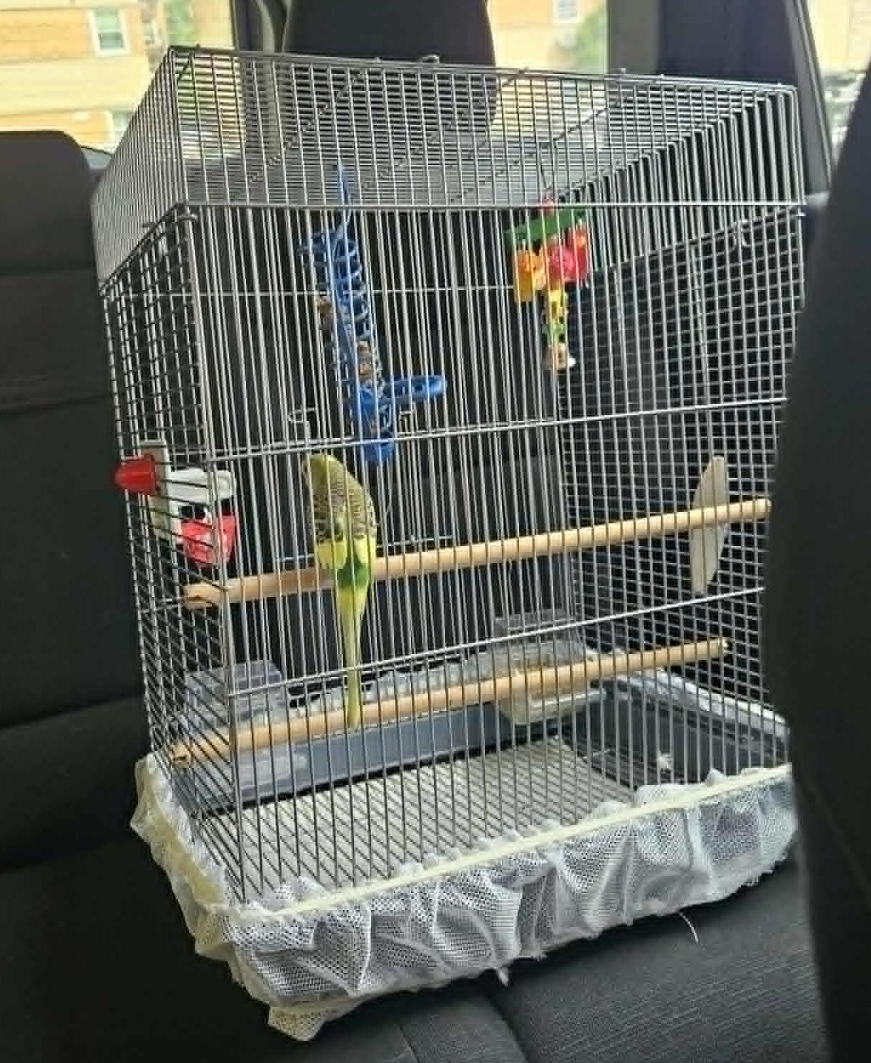 Enlarge Broccoli, a Adopted Parakeet (Other) in Chicago, IL image 6/6