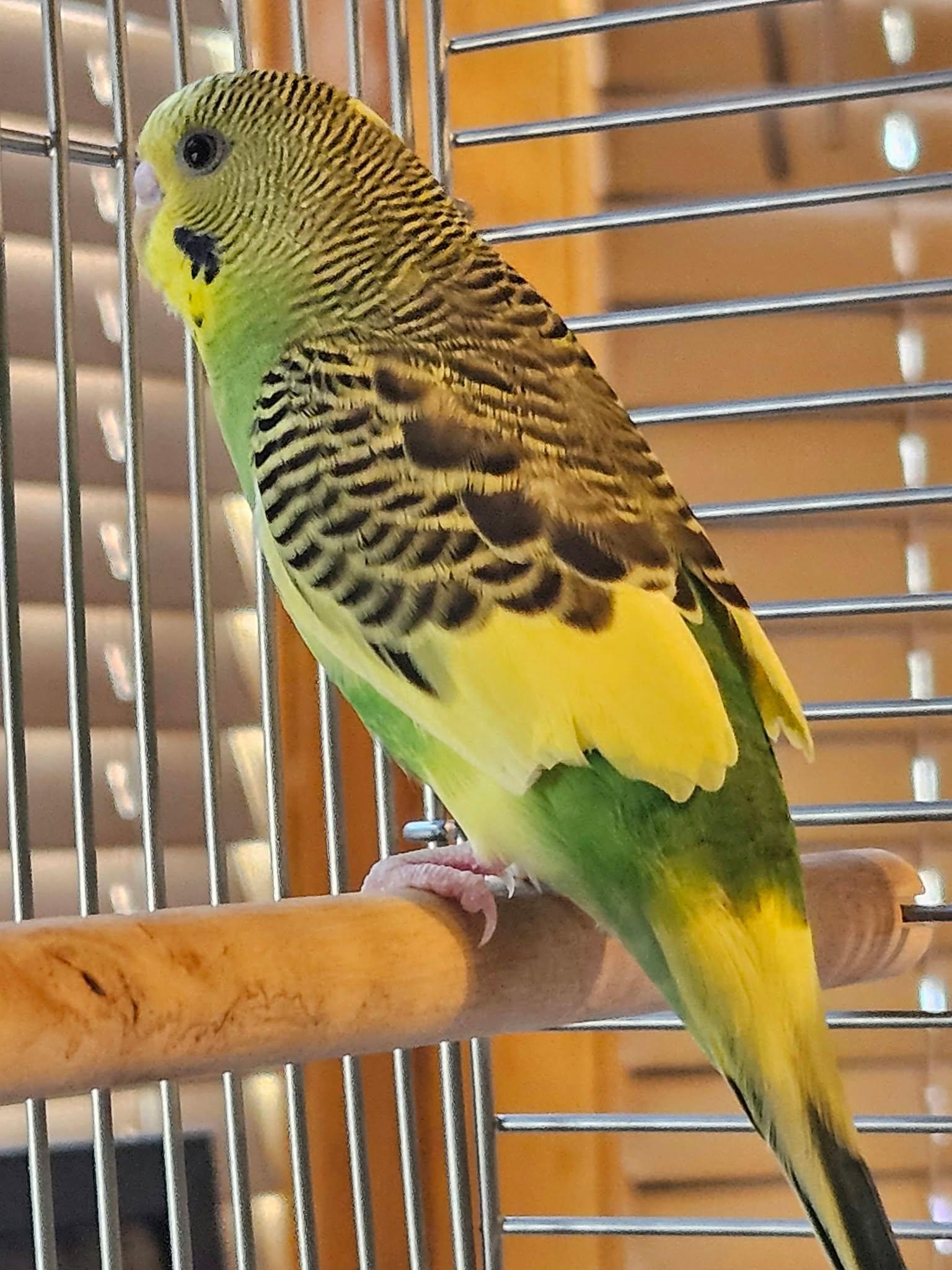 Broccoli, Adoptable, Baby Male Parakeet (Other).