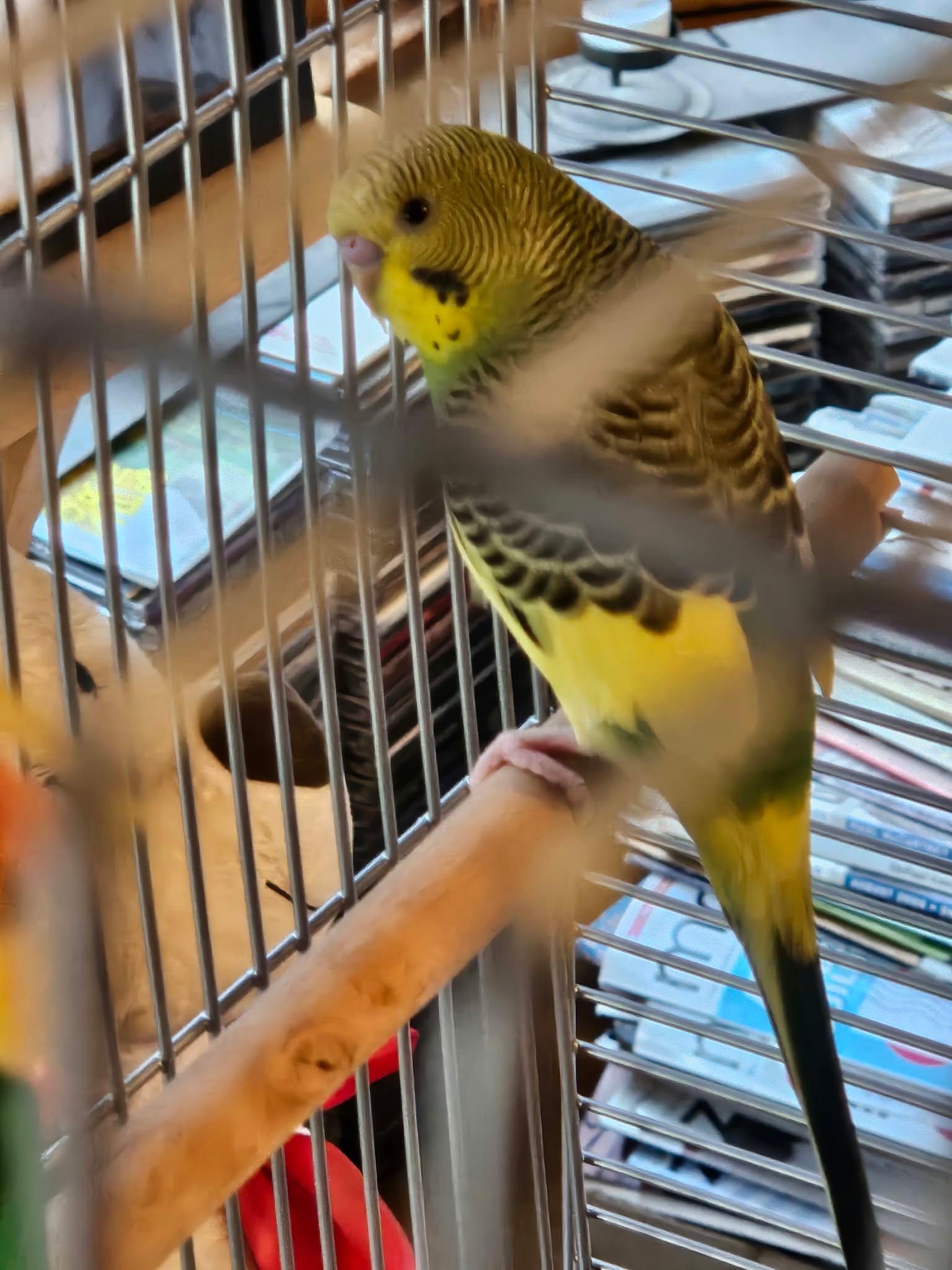 Enlarge Broccoli, a Adopted Parakeet (Other) in Chicago, IL image 2/6