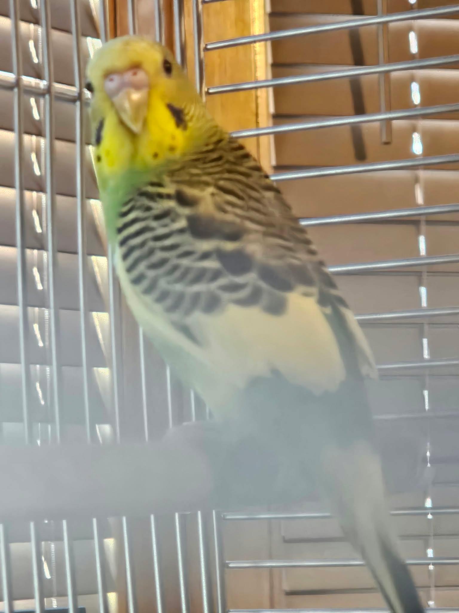 Enlarge Broccoli, a Adopted Parakeet (Other) in Chicago, IL image 4/6