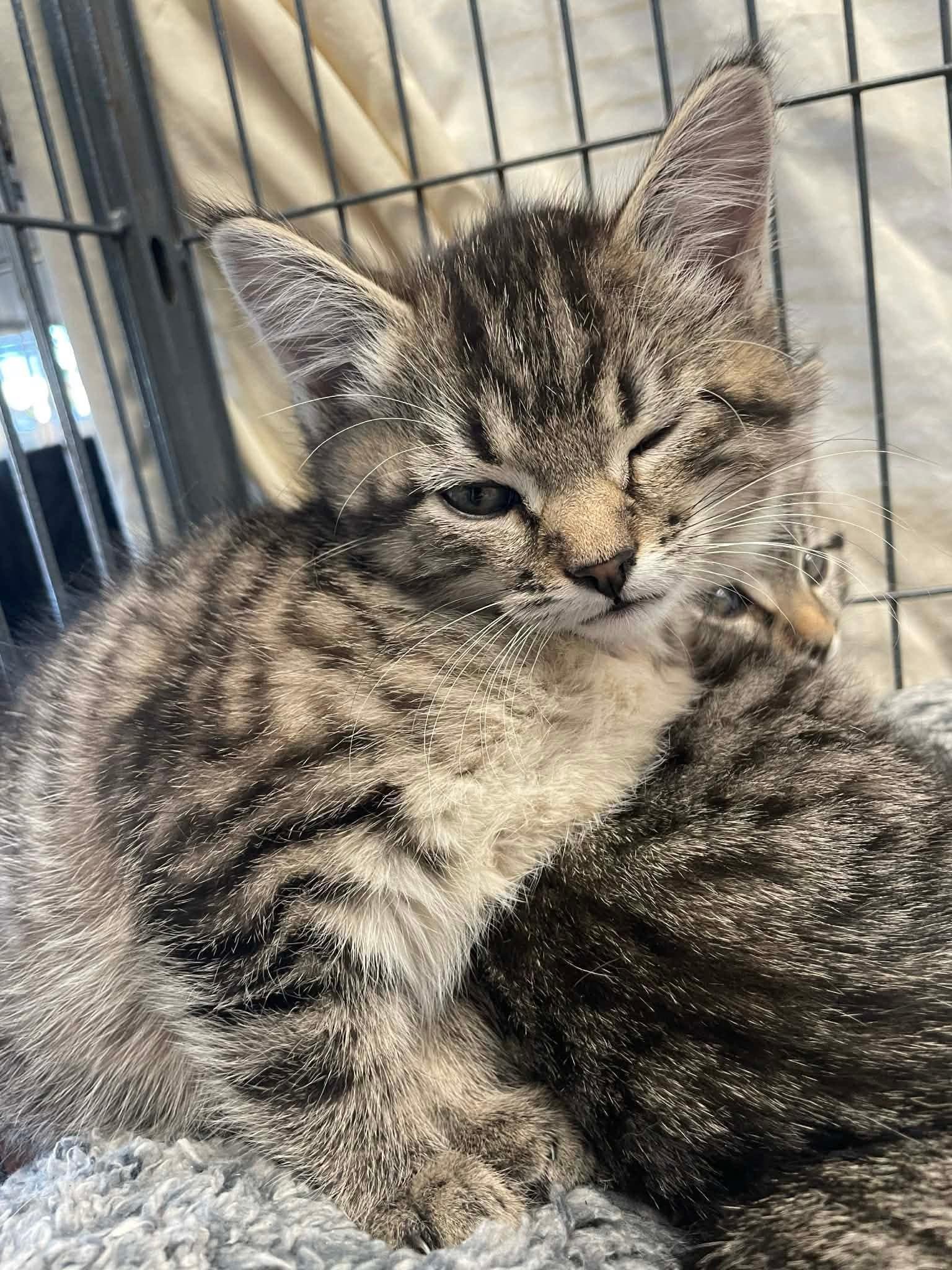 Enlarge LegAgatha, an adopted Domestic Short Hair in Parma, OH image 1/1