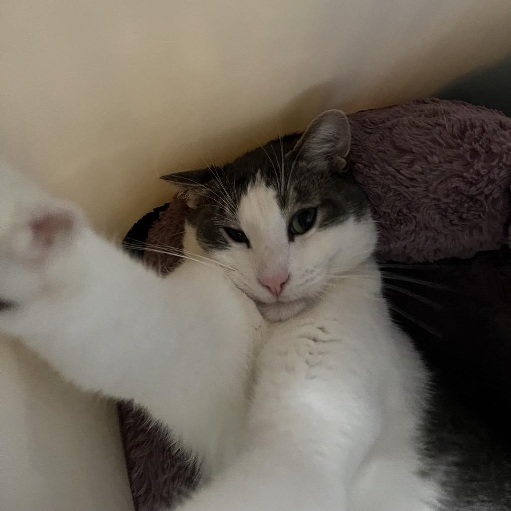 Enlarge Barley, a Adoptable Domestic Short Hair in Pacific Grove, CA image 1/6