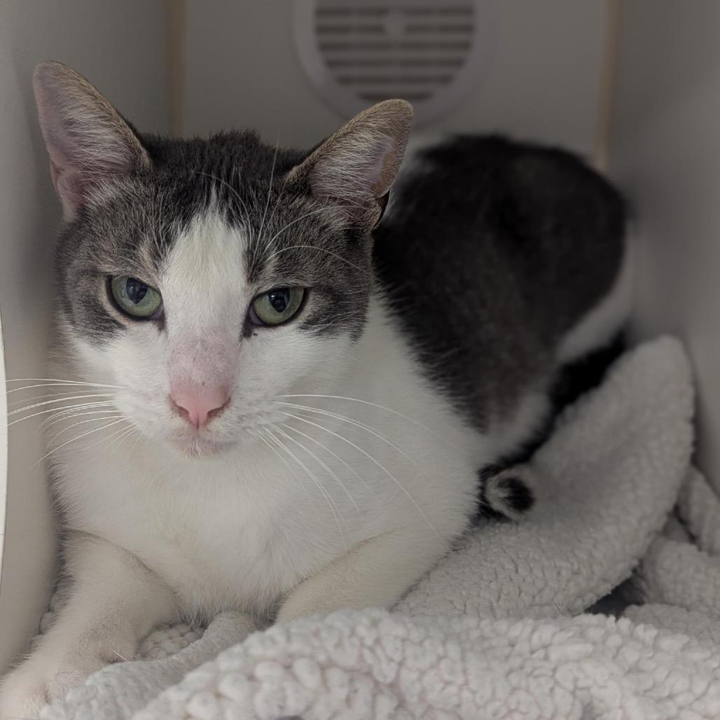 Enlarge Barley, a Adoptable Domestic Short Hair in Pacific Grove, CA image 2/6