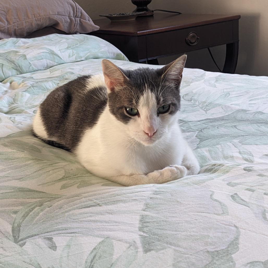 Enlarge Barley, a Adoptable Domestic Short Hair in Pacific Grove, CA image 3/6