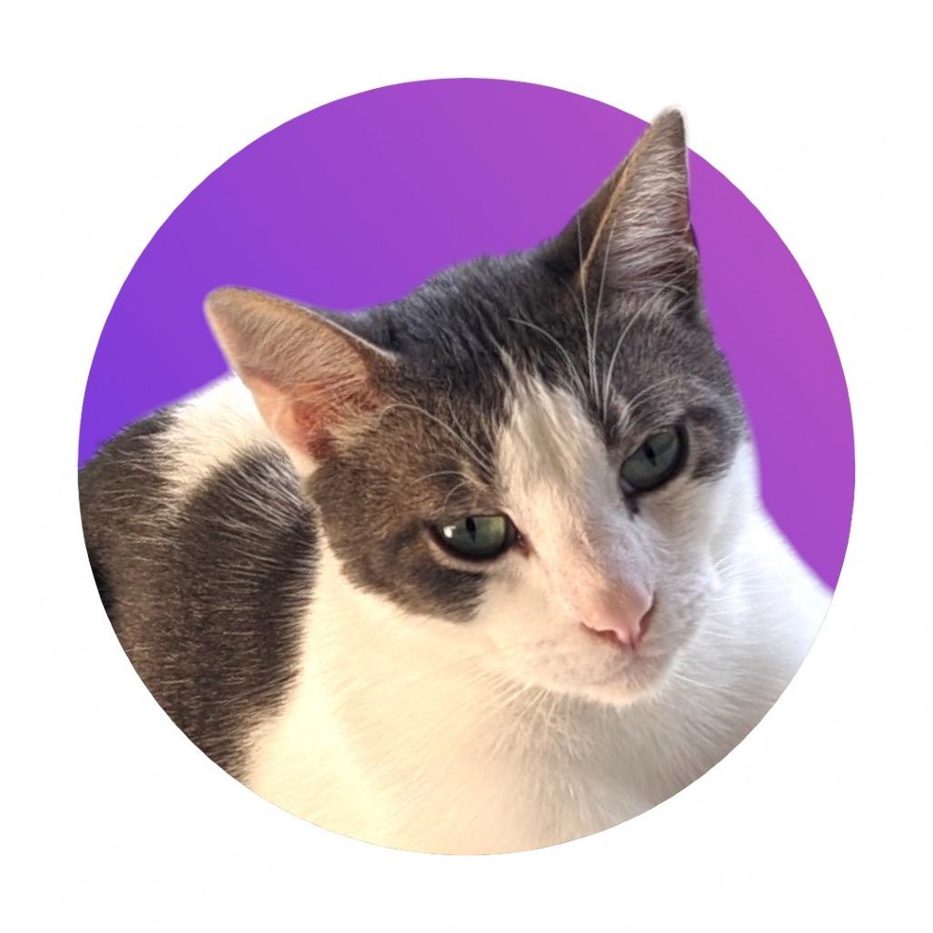 Enlarge Barley, a Adoptable Domestic Short Hair in Pacific Grove, CA image 4/6