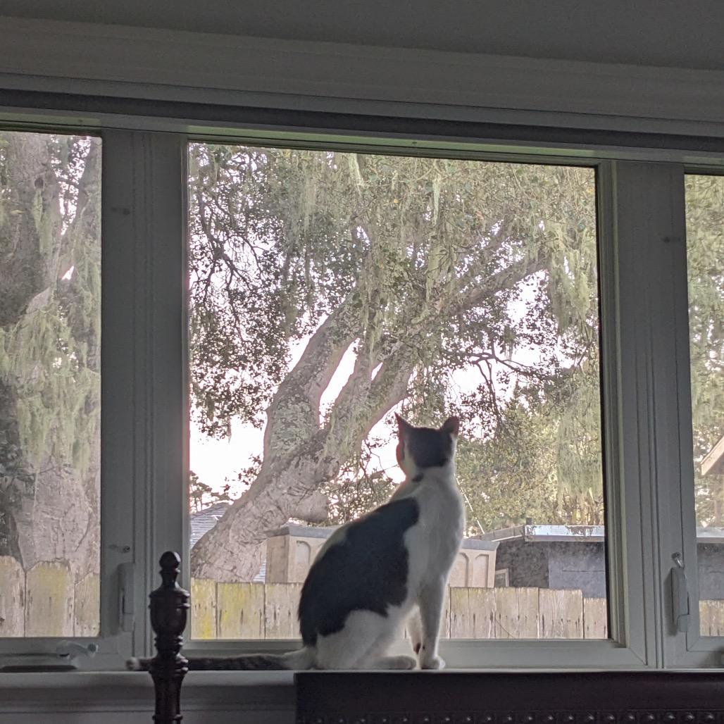 Enlarge Barley, a Adoptable Domestic Short Hair in Pacific Grove, CA image 5/6