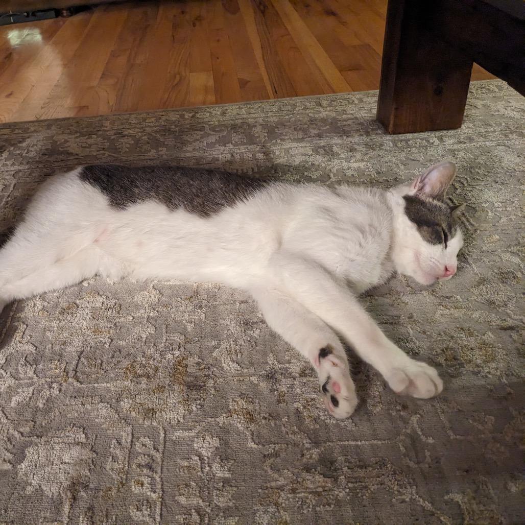 Enlarge Barley, a Adoptable Domestic Short Hair in Pacific Grove, CA image 6/6