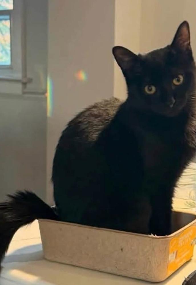 Enlarge Mabel, a Adoptable Domestic Short Hair in Chalfont, PA image 1/6