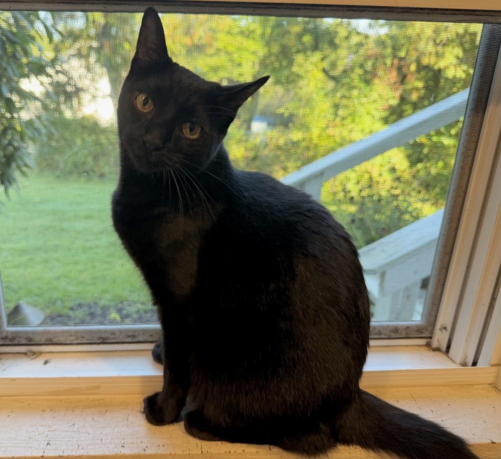 Enlarge Mabel, a Adoptable Domestic Short Hair in Chalfont, PA image 2/6