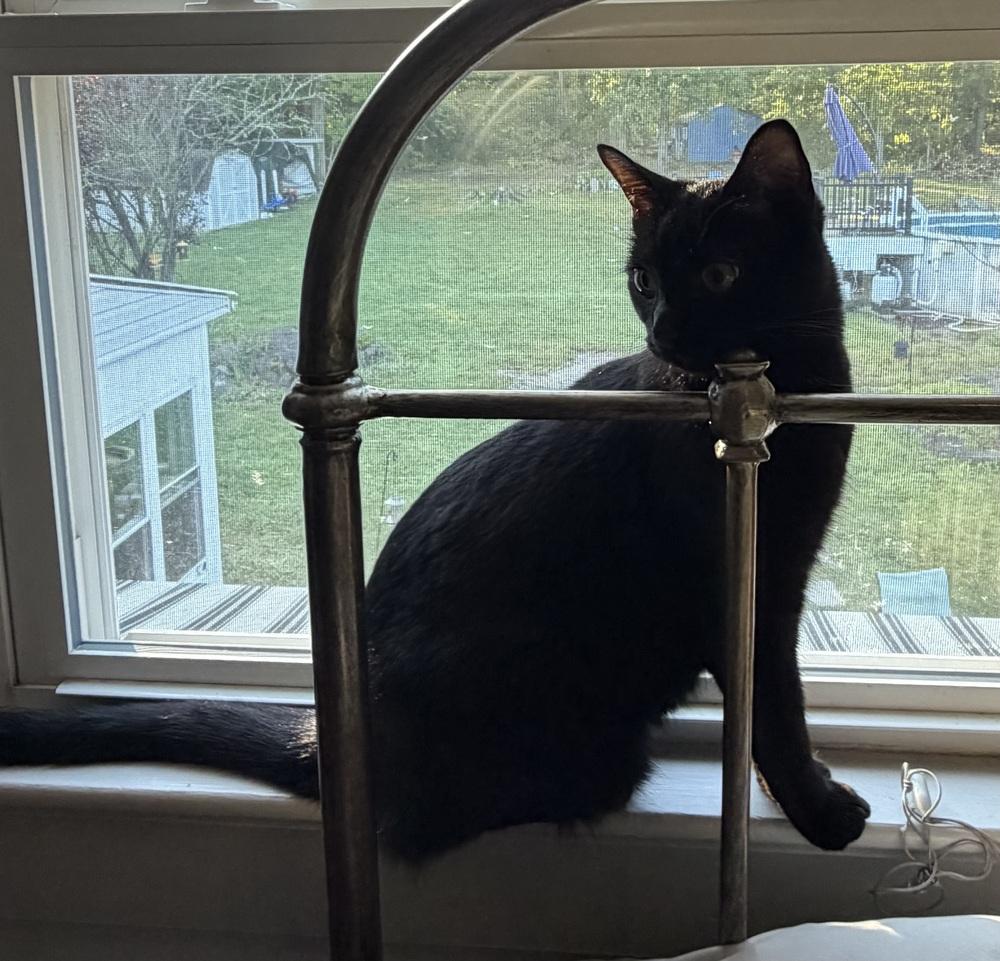Enlarge Mabel, a Adoptable Domestic Short Hair in Chalfont, PA image 3/6