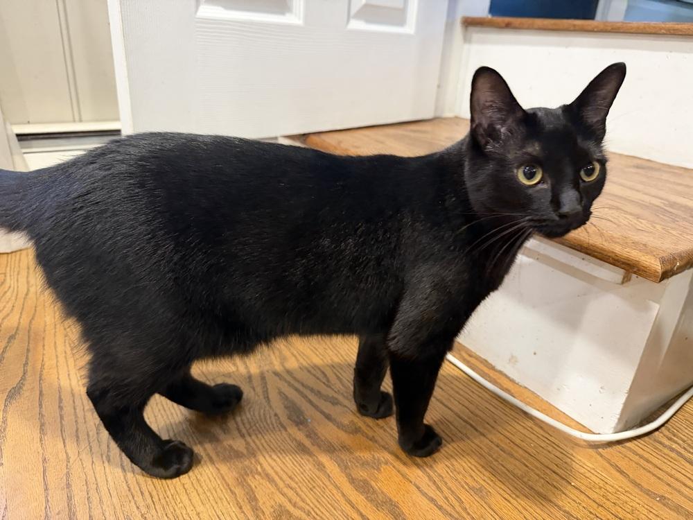 Enlarge Mabel, a Adoptable Domestic Short Hair in Chalfont, PA image 4/6