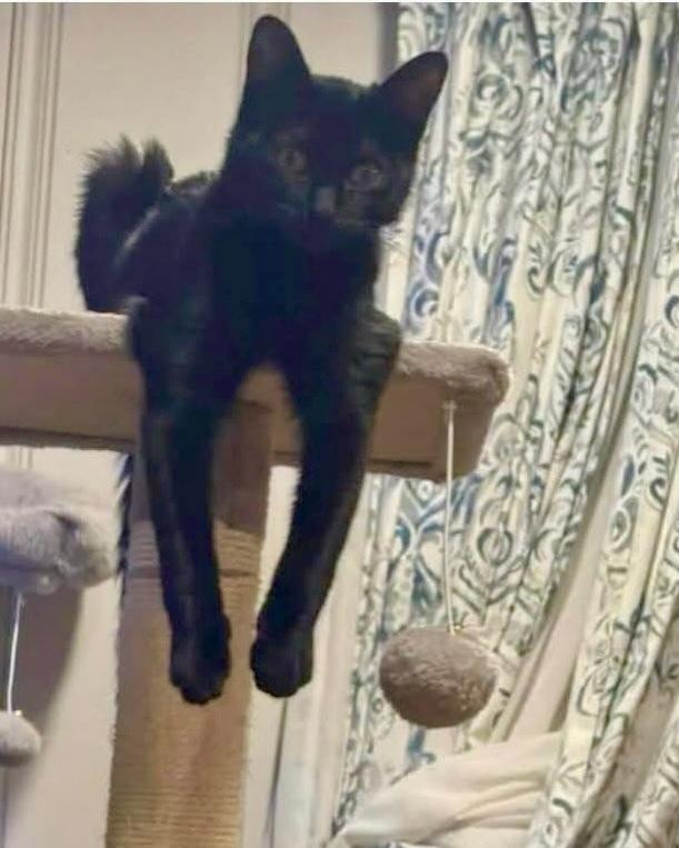 Enlarge Mabel, a Adoptable Domestic Short Hair in Chalfont, PA image 5/6