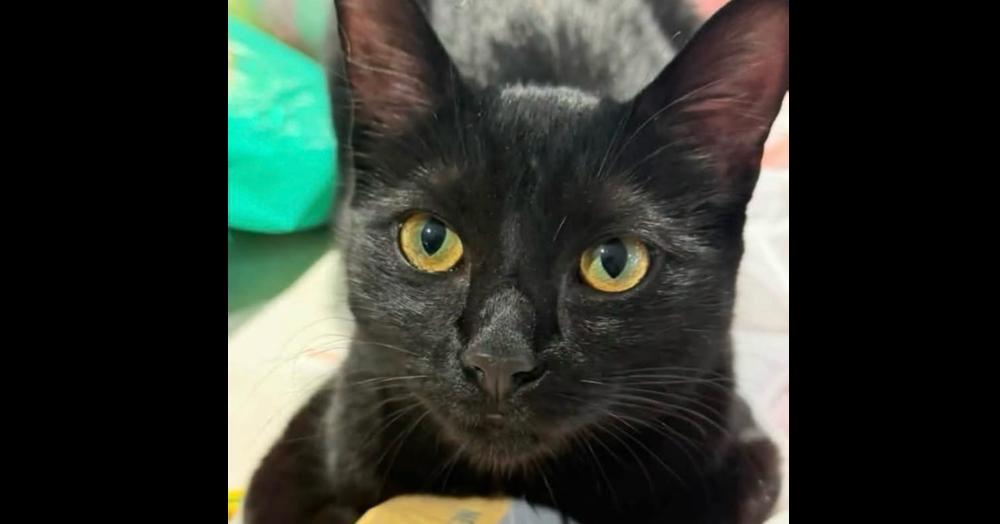 Enlarge Mabel, a Adoptable Domestic Short Hair in Chalfont, PA image 6/6