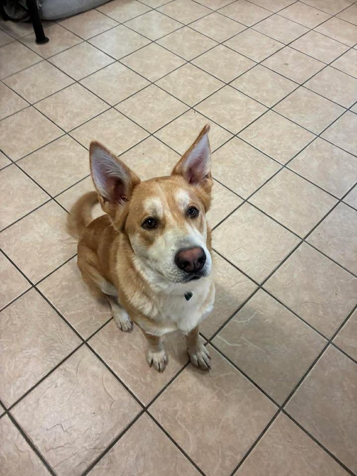 Enlarge Corana, a ADOPTABLE mixed breed in Mason City, IL image 5/6