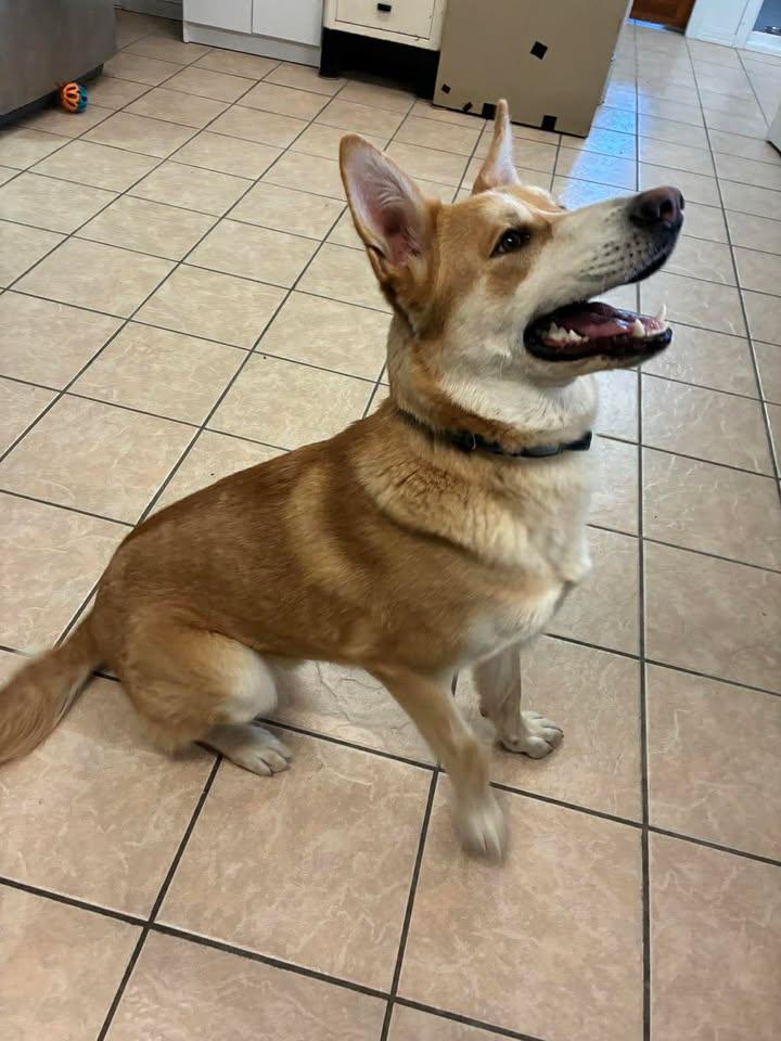 Enlarge Corana, a ADOPTABLE mixed breed in Mason City, IL image 4/6