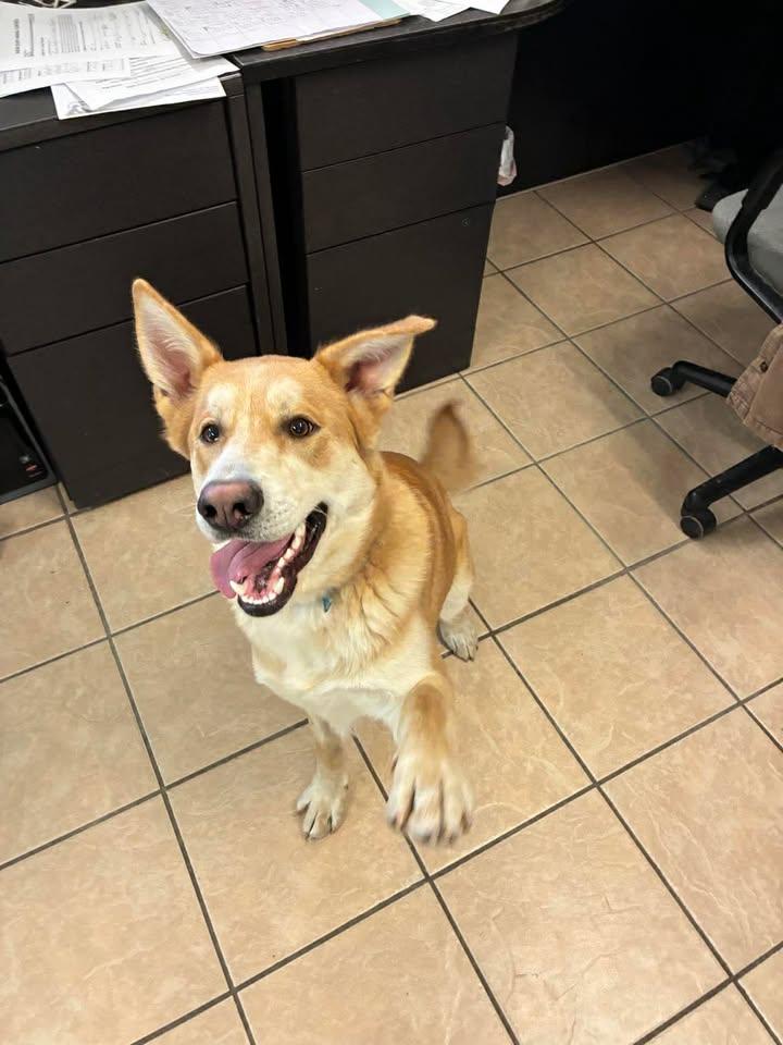 Enlarge Corana, a ADOPTABLE mixed breed in Mason City, IL image 3/6