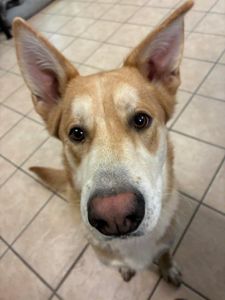Corana, ADOPTABLE, Young Male Husky & German Shepherd Dog.