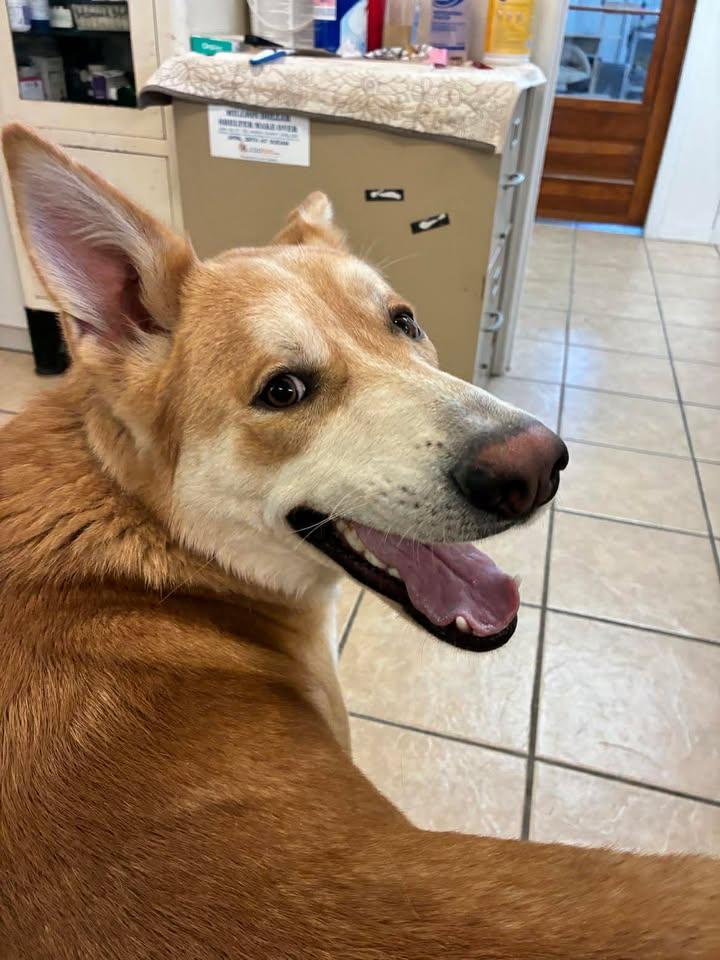 Enlarge Corana, a ADOPTABLE mixed breed in Mason City, IL image 2/6